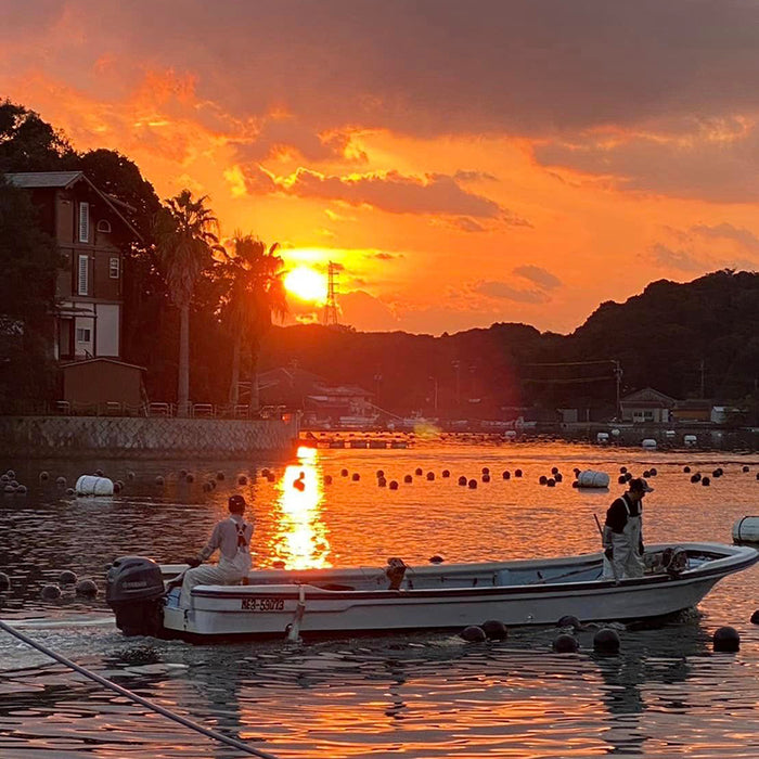 Pure Pearls Weekly Newsletter: Akoya Pearl Farming Exposé