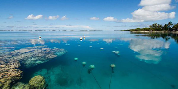 Pearl News Sept. 13: Tahitian Pearl Farms Edition